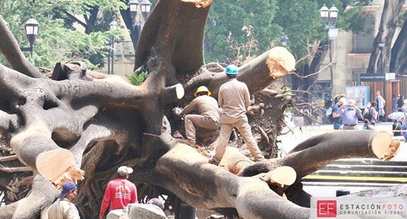 Impostergable, gesti�n integral del patrimonio biocultural de Oaxaca: Rodr�guez Alamilla